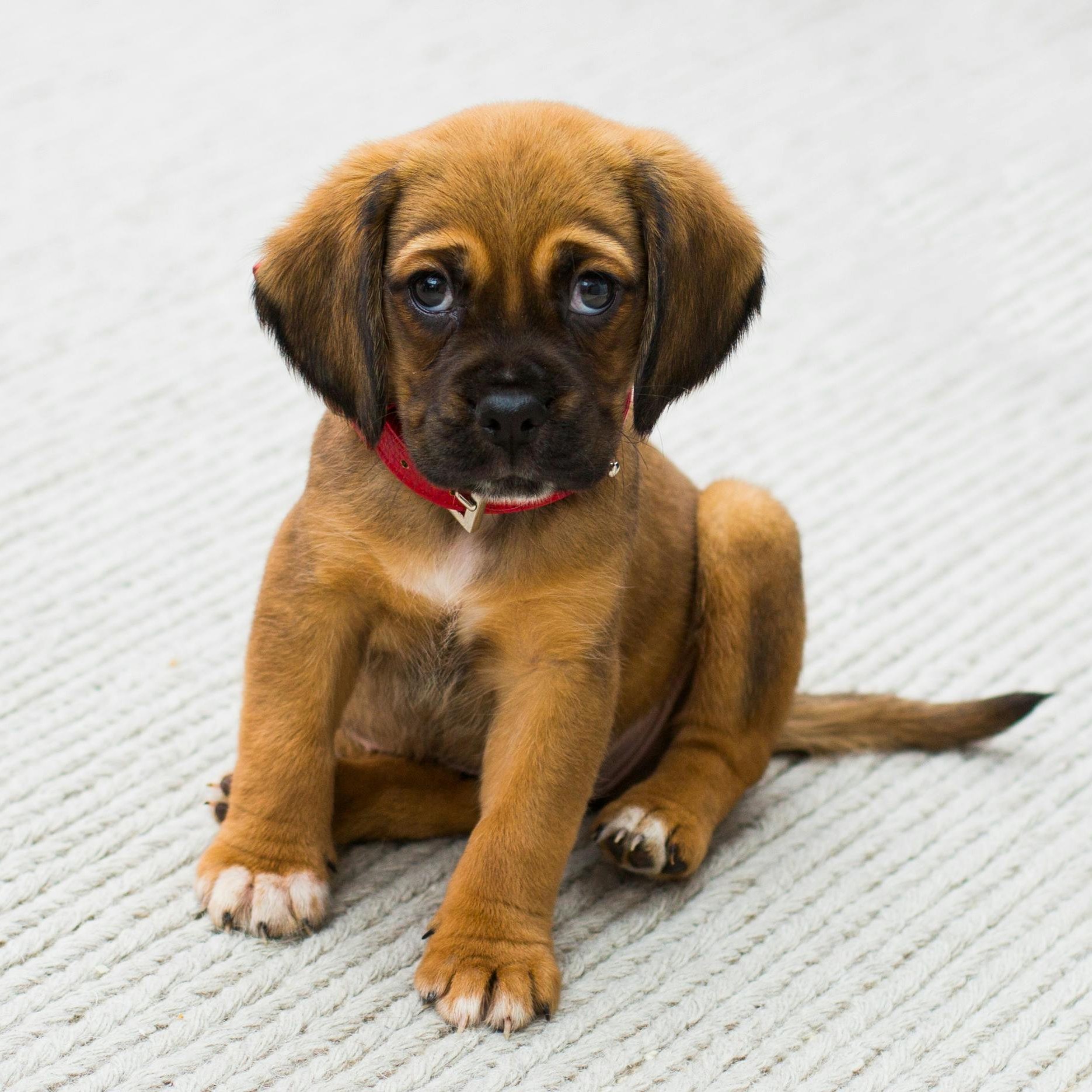 Puppy Insurance